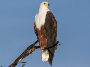 African Eagle Olailepo
