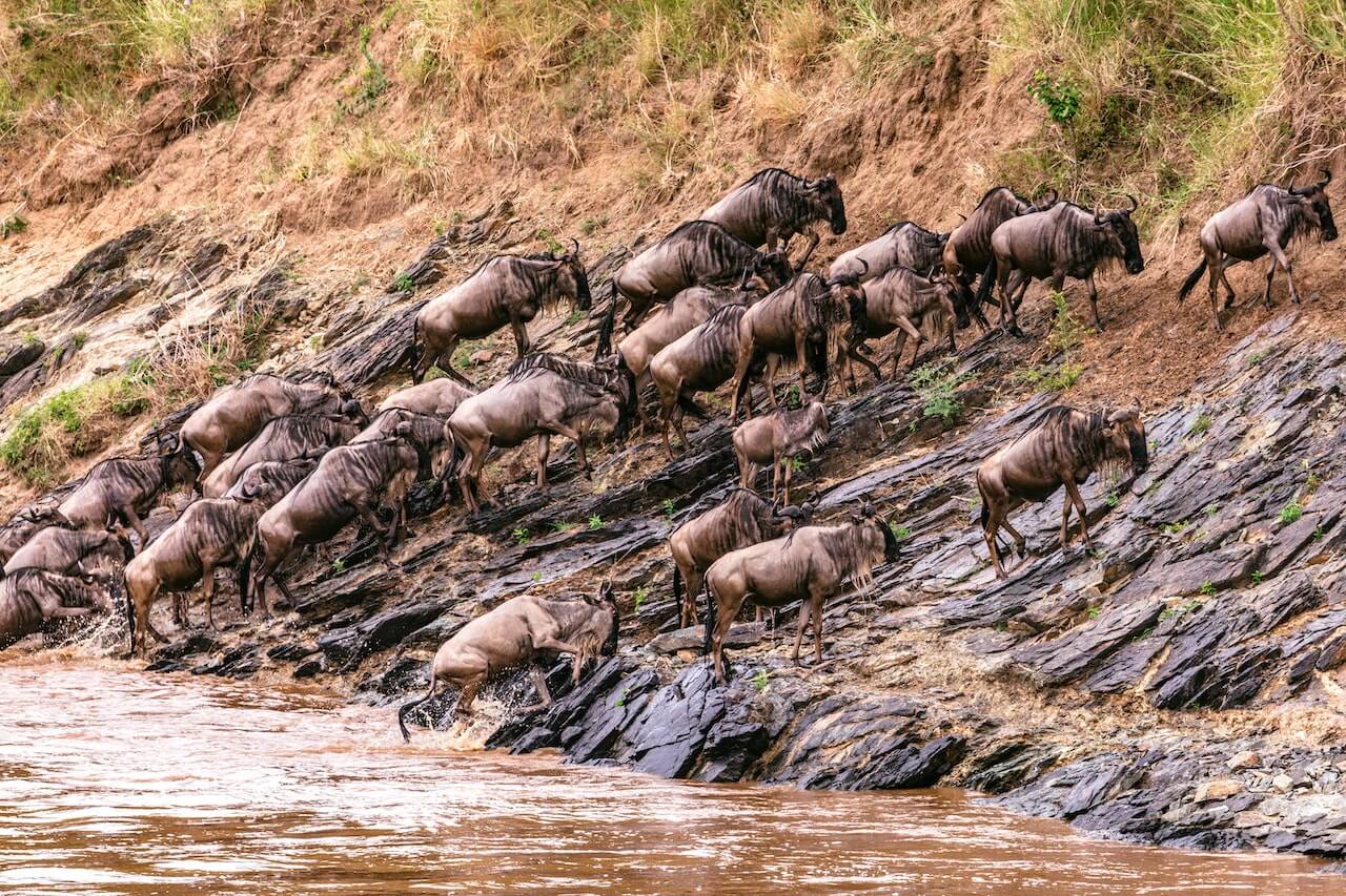 Mara Wildebeest Migration stay at Olailepo Mara Camp