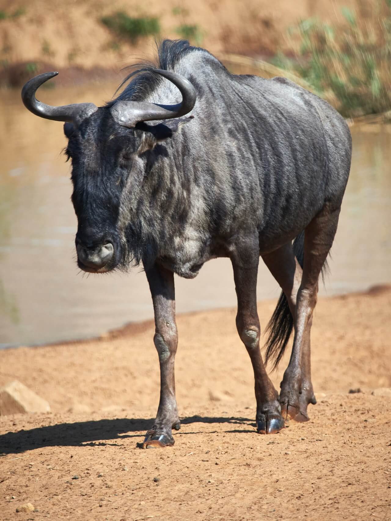Wildebeest at Maasai Mara