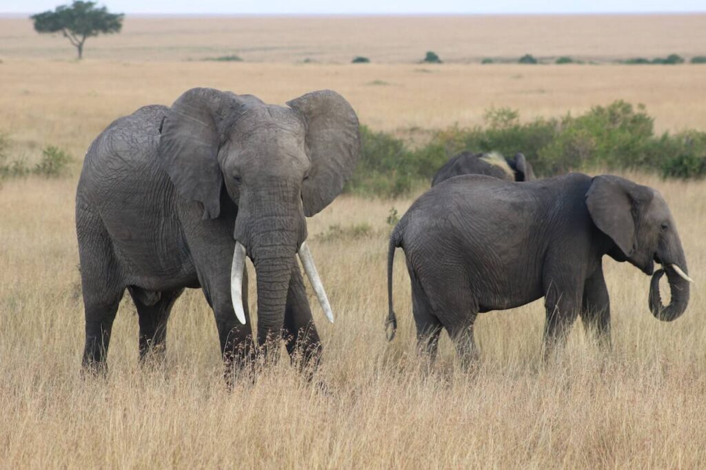 Elephants at Masai Mara from Olailepo Camp